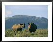 A Black Rhinoceros Cow And Her Calf by Chris Johns Limited Edition Print