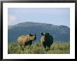 A Black Rhinoceros Cow And Her Calf by Chris Johns Limited Edition Pricing Art Print