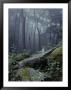 View Of A Wooded Hillside In The State Park by Bill Curtsinger Limited Edition Print