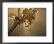 Ice-Coated Twig by Sam Abell Limited Edition Print