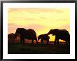 Elephants With Their Young At Twilight by Beverly Joubert Limited Edition Print