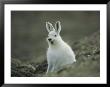 A Yawning Arctic Hare by John Dunn Limited Edition Pricing Art Print