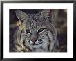 Close-Up Of A Bobcat by Dr. Maurice G. Hornocker Limited Edition Pricing Art Print