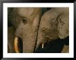 A Female Forest Elephant Bonds With Her Baby by Michael Fay Limited Edition Print