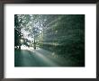 Morning Sunlight Casts Hazy Beams Through A Forest In Bavaria by Peter Carsten Limited Edition Print