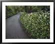 Hedges Along A Road In South Cornwall by Sam Abell Limited Edition Print