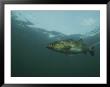 A Striped Bass, Morone Saxatilis, Swims Off The Coast by Bill Curtsinger Limited Edition Pricing Art Print