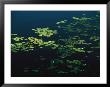 Heart-Shaped Water Lily Pads Floating On Calm Navy Blue Water by Raymond Gehman Limited Edition Print