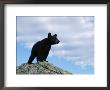 A Young American Black Bear Surveys The Countryside From Atop A Boulder by Norbert Rosing Limited Edition Print