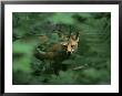 A Red Fox Peers Through Foliage by Phil Schermeister Limited Edition Print