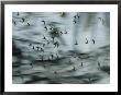 Swifts Fly Out Of The Cave by Stephen Alvarez Limited Edition Print