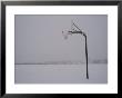 Basketball Goal Standing By Itself In The Middle Of A Blizzard by Brian Gordon Green Limited Edition Print