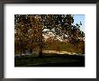 Sycamore Tree And Wood Fence At The Shaker Village At Pleasant Hill by Raymond Gehman Limited Edition Print