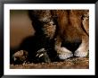 A Close View Of A Sleeping African Cheetahs Face by Chris Johns Limited Edition Print