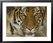 Siberian Tiger From The Omaha Zoo, Nebraska by Joel Sartore Limited Edition Print