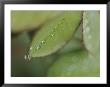 Close View Of Raindrops Running Down Rose Leaf by Jason Edwards Limited Edition Print