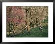 Woman Hiking In Springtime, Blue Ridge by Skip Brown Limited Edition Pricing Art Print