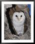 A Barn Owl In Its Roost In A Hollow Tree by Jason Edwards Limited Edition Print