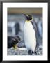 A King Penguin Stands On Pebbled Ground In A Rookery by Tom Murphy Limited Edition Pricing Art Print