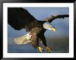 An American Bald Eagle Lunges Toward Its Prey Below The Water by Klaus Nigge Limited Edition Pricing Art Print