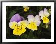 Close View Of Pansy Blossoms by Darlyne A. Murawski Limited Edition Pricing Art Print