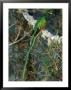 View Of A Male Resplendent Quetzal (Pharomachrus Mocinno Costricensis) by Roy Toft Limited Edition Print