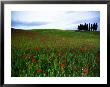 Poppies In A Wheatfield by Raul Touzon Limited Edition Print