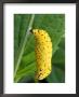 The Unidentified Chrysalis Of A Butterfly by George Grall Limited Edition Print