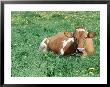 Guernsey Cow In Field Of Dandelions, Il by Lynn M. Stone Limited Edition Print