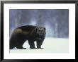 Wolverine, Adult Standing On Snow, Winter by Mark Hamblin Limited Edition Pricing Art Print