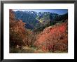 Maples On Slopes Above Logan Canyon, Bear River Range, Wasatch-Cache National Forest, Utah, Usa by Scott T. Smith Limited Edition Print