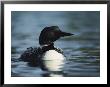 Portrait Of A Common Loon In The Water by Michael S. Quinton Limited Edition Pricing Art Print