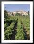 Vineyard, Cote Du Rhone, Sablet, Vaucluse, Provence, France by John Miller Limited Edition Print