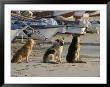 Fishermen's Dogs Awaiting Their Return, Horcon, Chile, South America by Mark Chivers Limited Edition Print