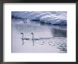 Serene Adult Trumpeter Swans Sail The Snow-Banked Madison River by Raymond Gehman Limited Edition Print