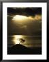 Sunset Silhouettes A Lone Tree On A Hill Overlooking The Ocean by Jason Edwards Limited Edition Print