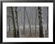 Aspen Stand In A Snowstorm Along The Bow Valley Parkway by Raymond Gehman Limited Edition Print