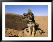 Portrait Of A Puppy Next To A Rock Carved With Anasazi Petroglyphs by David Edwards Limited Edition Print