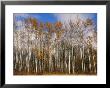 Autumn Colors Are Displayed In A Stand Of Aspen Trees by Raymond Gehman Limited Edition Print