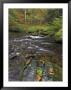 Autumn Colours At Aira Beck Which Flows From Aira Force Into Ullswater, Cumbria, Uk by Neale Clarke Limited Edition Print