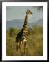 A Giraffe In The Wild by Michael Fay Limited Edition Pricing Art Print
