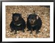 Tasmanian Devils, Tasmania, Australia by Joe Stancampiano Limited Edition Print