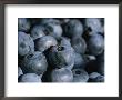 A Close View Of Fresh-Picked Blueberries by Heather Perry Limited Edition Pricing Art Print