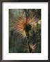 Air Plants Adorn A Tree In South Florida by Klaus Nigge Limited Edition Print