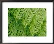 Close View Of Tree Ferns Or Hapuu-Pulu by Marc Moritsch Limited Edition Print