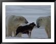 Two Polar Bears (Ursus Maritimus) And A Husky Sniff At Each Other by Norbert Rosing Limited Edition Print
