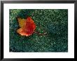 A Maple Leaf Lies On Emerald Moss In Autumn by George F. Mobley Limited Edition Pricing Art Print