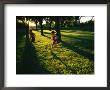 Backlit View Of Children Running Through A Glade Of Trees by Joel Sartore Limited Edition Pricing Art Print