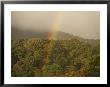 Rainbow Over Monteverde Cloud Forest, Monteverde, Costa Rica by Skip Brown Limited Edition Print