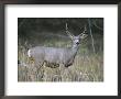 A Large Antlered White-Tailed Deer Pauses At The Edge Of A Forest by Melissa Farlow Limited Edition Pricing Art Print